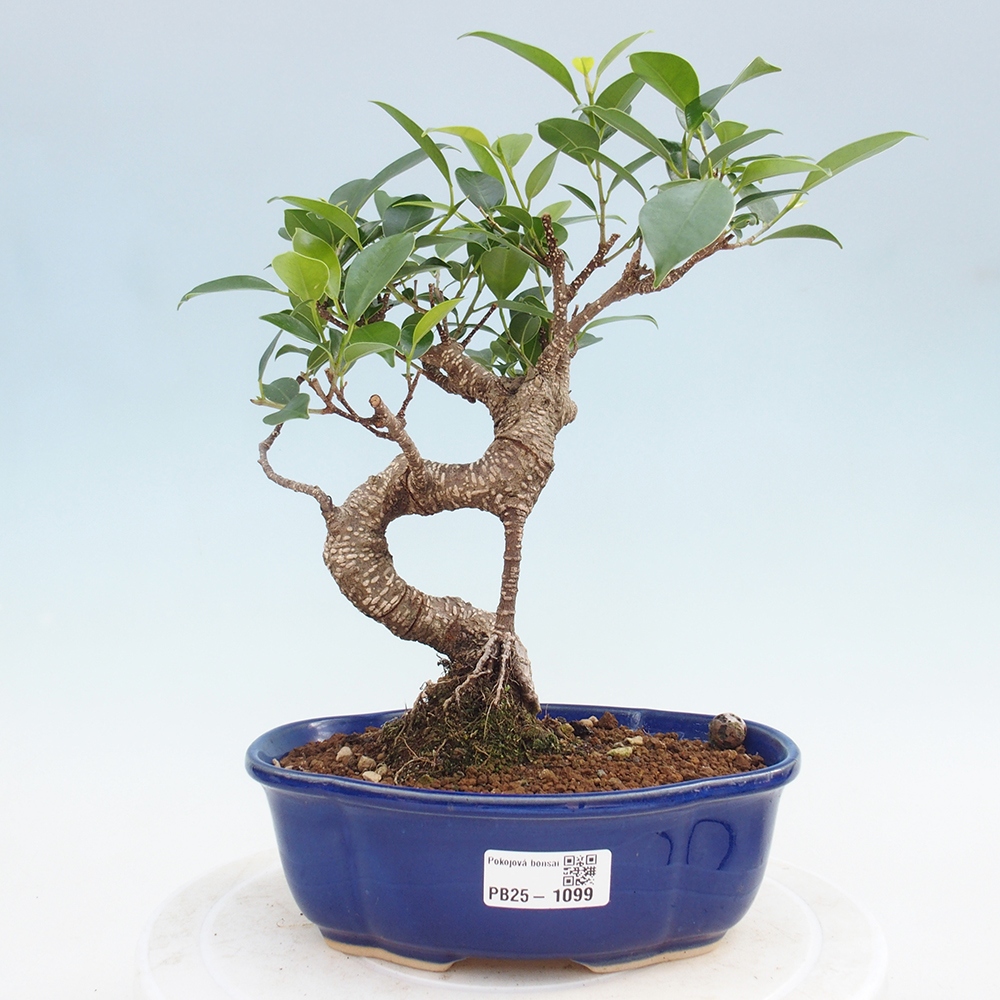 Indoor bonsai - Ficus retusa - small ficus
