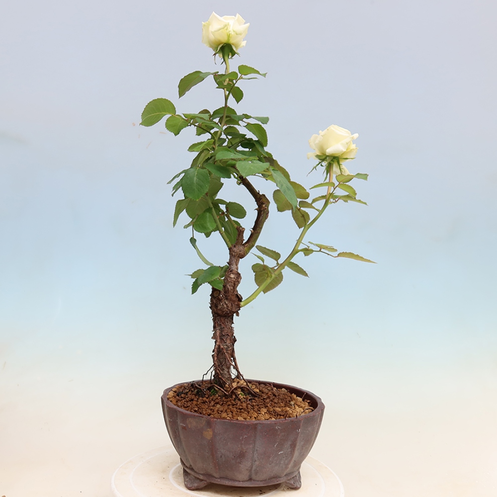 Outdoor Bonsai - Rosa Kordes - Rose