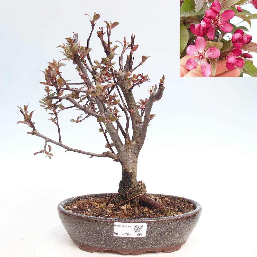 Outdoor bonsai -Malus domestica - Small-fruited red-leaved apple tree