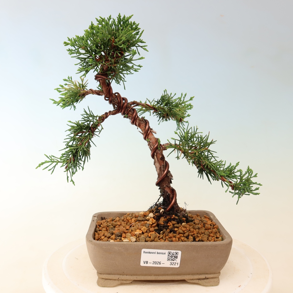 Outdoor bonsai - Juniperus chinensis Kishu