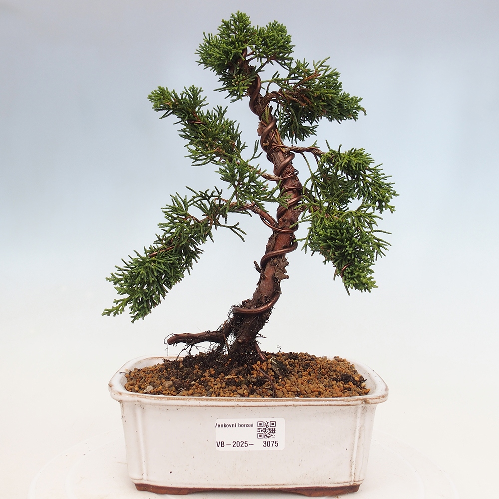 Outdoor bonsai - Juniperus chinensis Kishu - Chinese Juniper