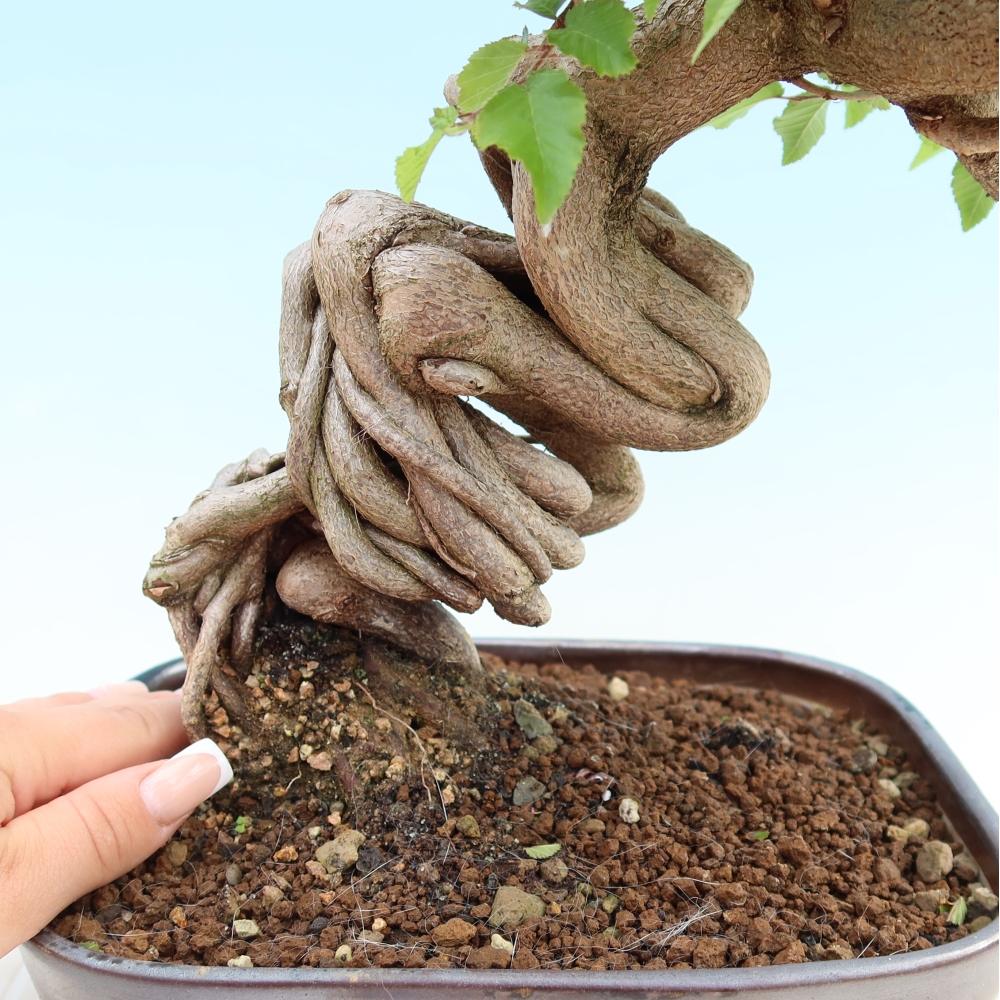 Outdoor bonsai -Carpinus coreana - Korean Hornbeam