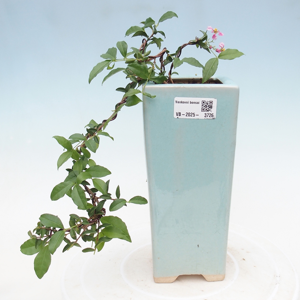 Room bonsai - cherry Malpighia coccigera- Barbdorská