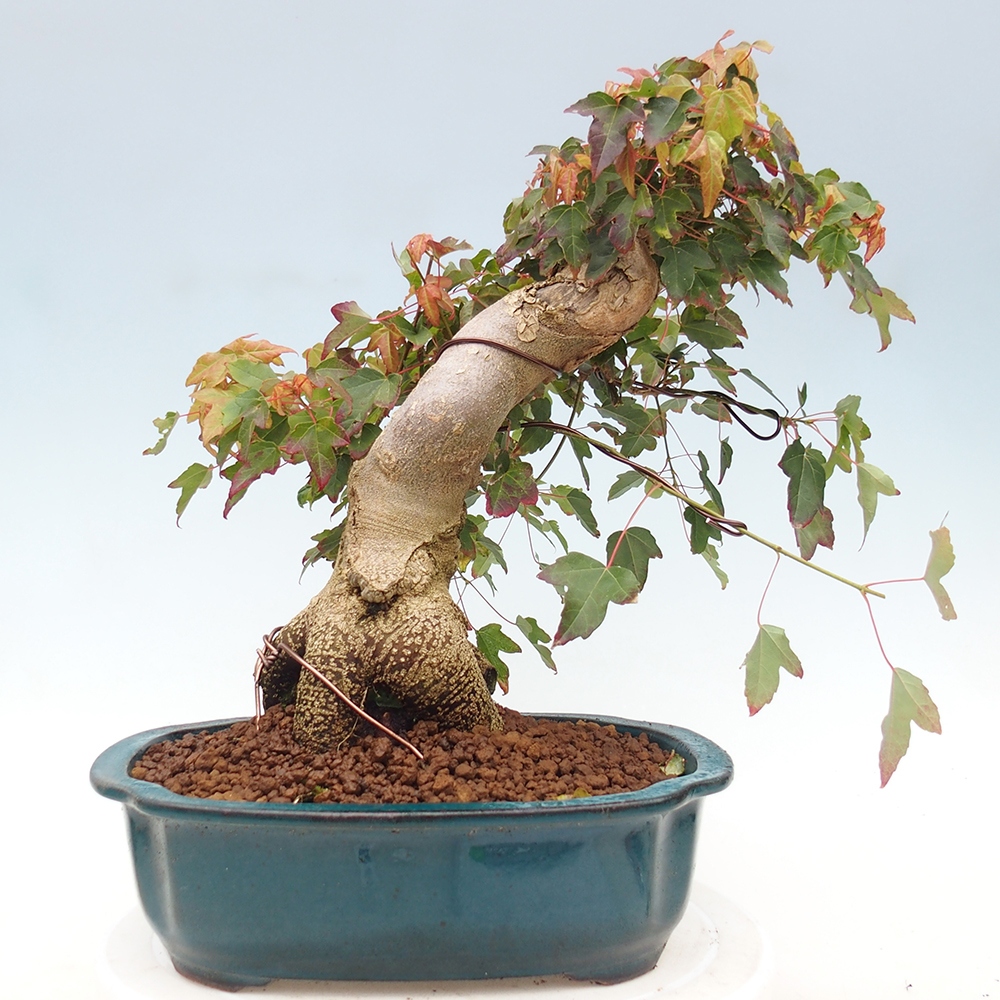 Outdoor bonsai - Maple Buergerianum - Burger Maple