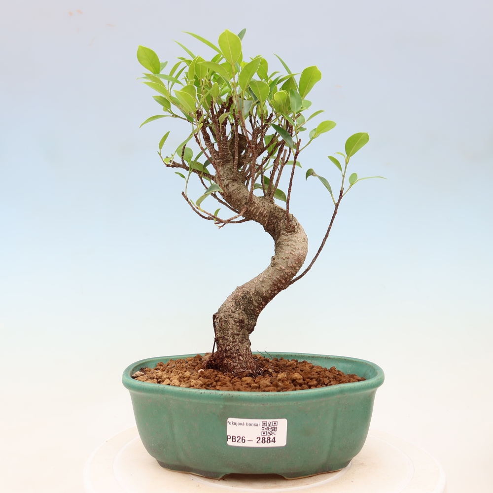 Room bonsai - Ficus kimmen - small-leaved ficus