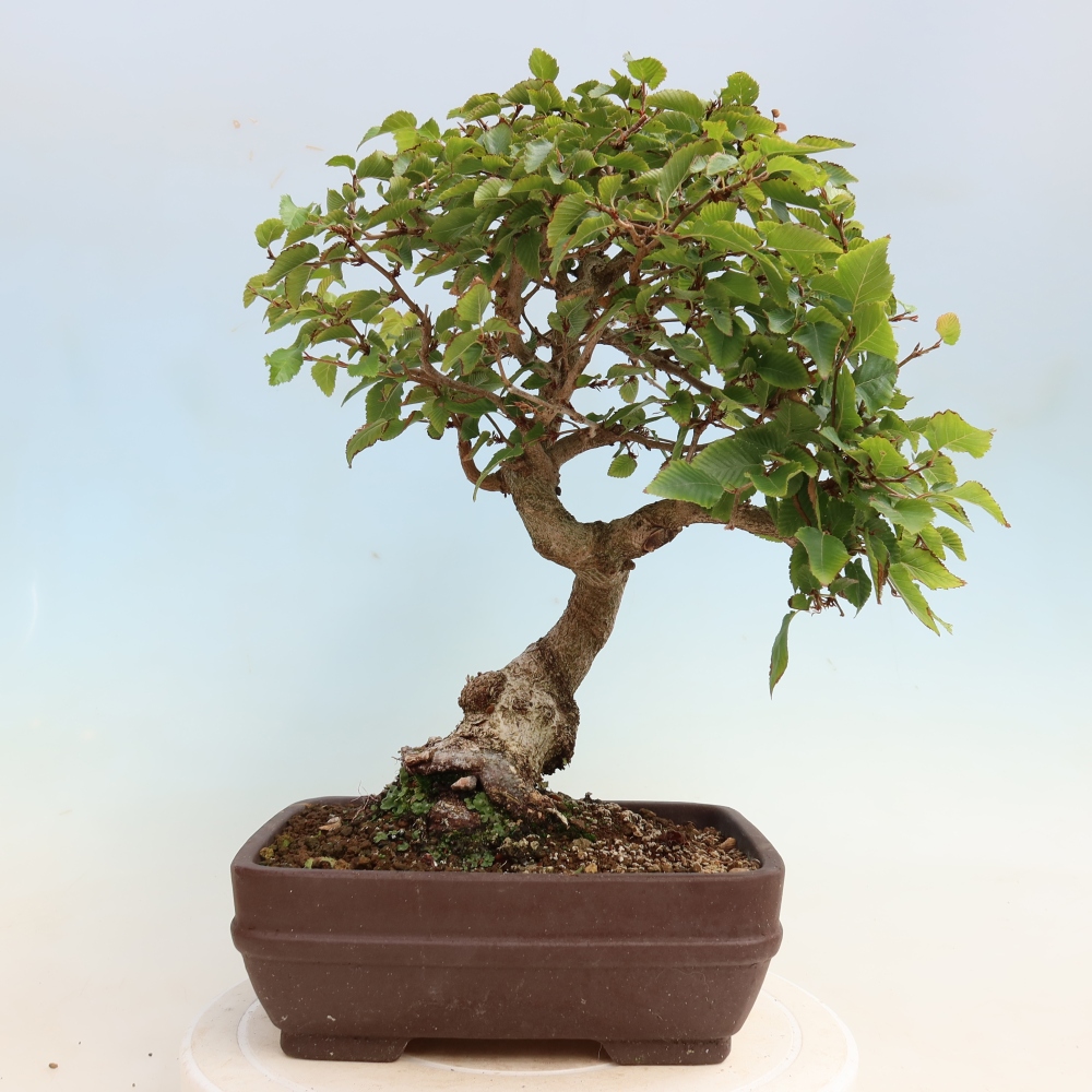 Outdoor bonsai -Carpinus CARPINOIDES - Korean Hornbeam