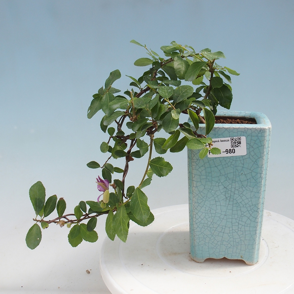 Indoor bonsai - Grewia occidentalis - Lavender star