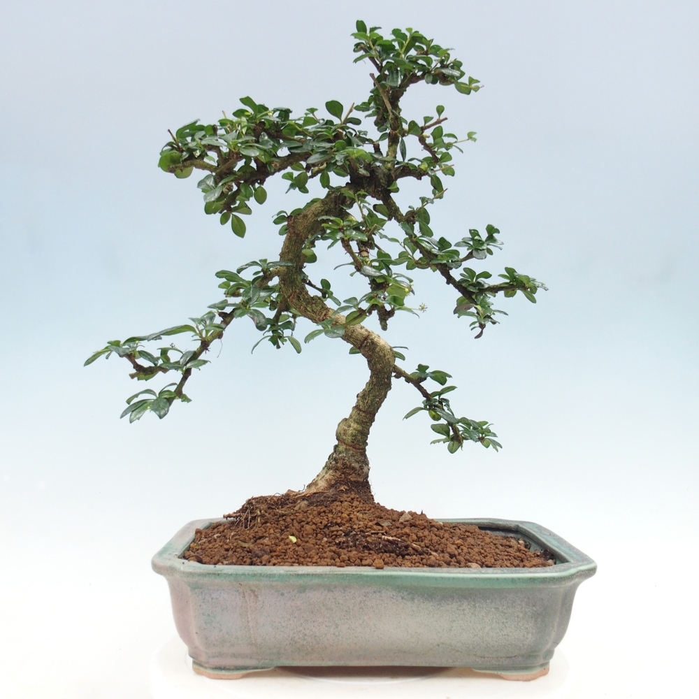 Room bonsai - Carmona macrophylla - Tea fuki