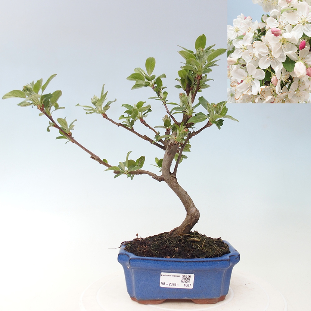 Outdoor bonsai -Malus halliana - Small-fruited apple tree