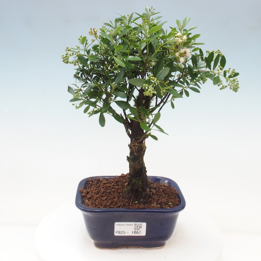 Room bonsai - Syzygium - Pimentovník