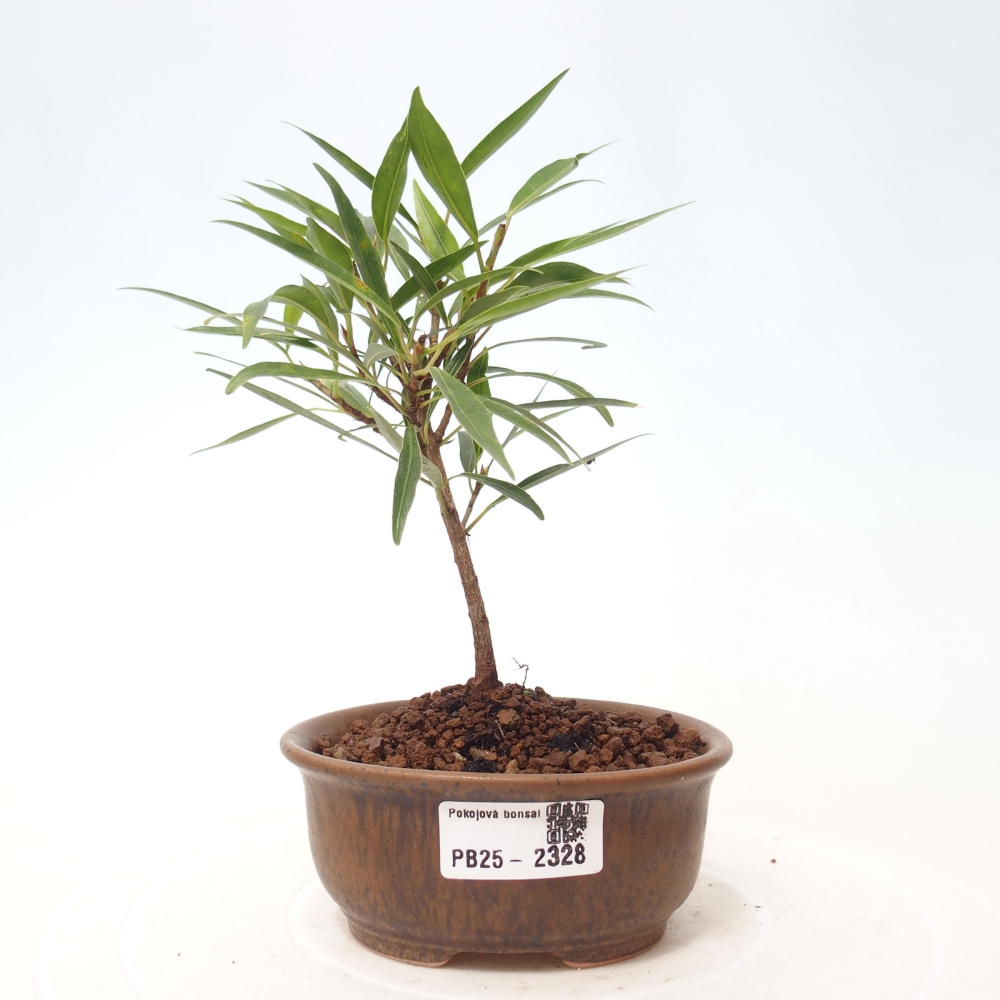 Indoor bonsai - Ficus nerifolia - small-leaved ficus