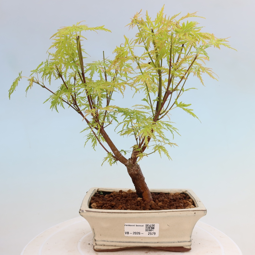 Outdoor Bonsai - Acer palmatum Dissectum - Japanese Maple 