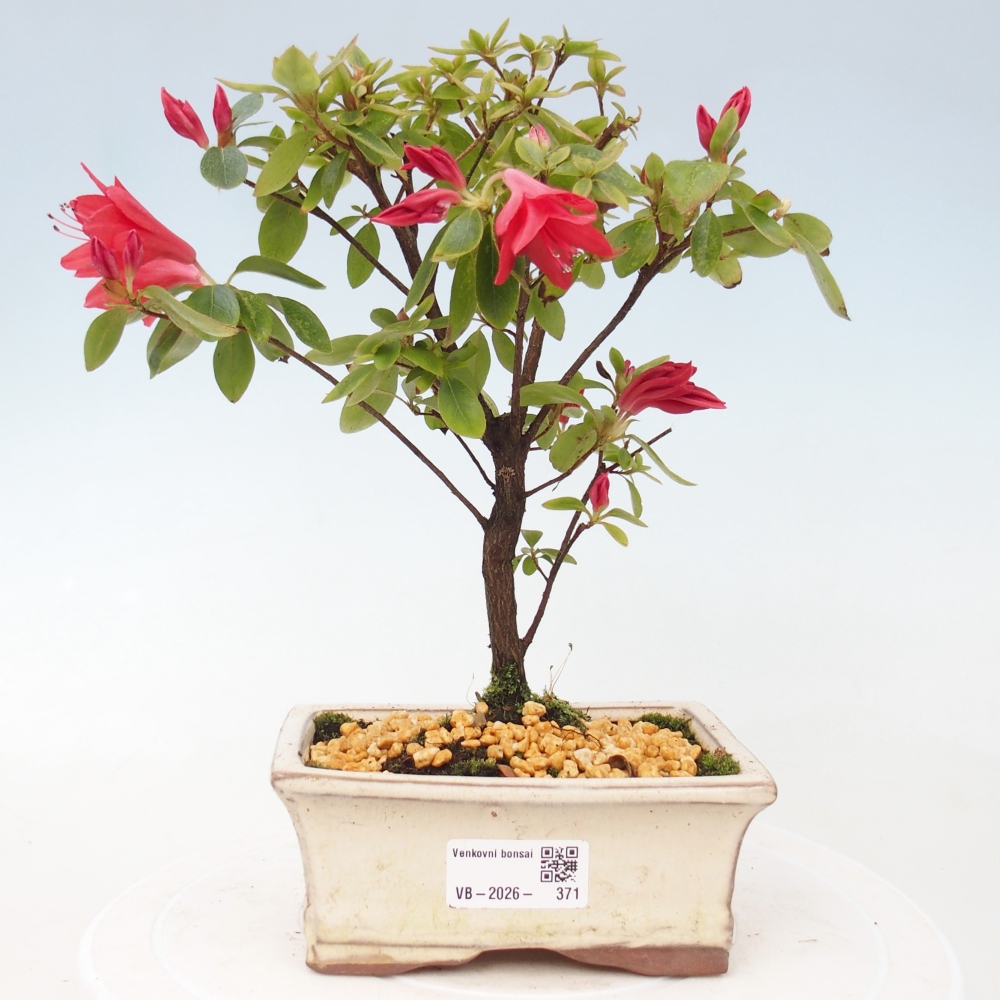 Outdoor bonsai - Japanese azalea - Azalea sp.
