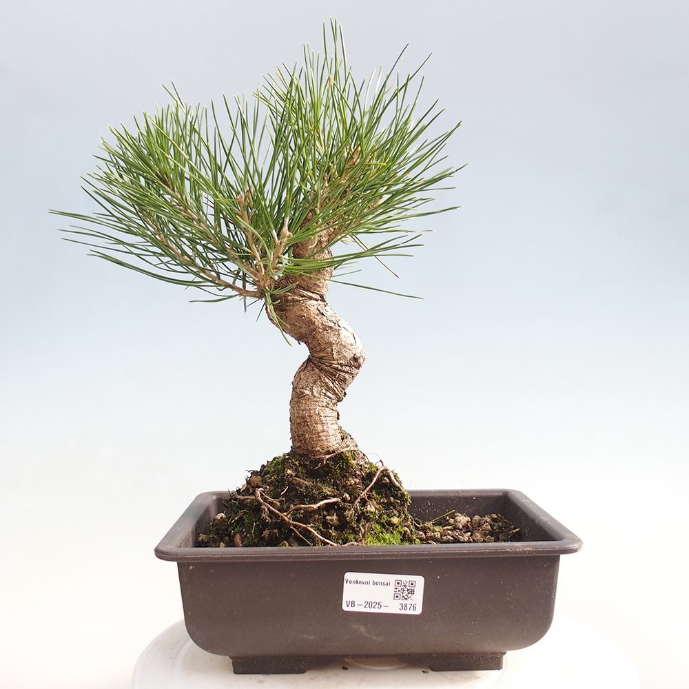 Outdoor bonsai - Pinus thunbergii - Thunberg pine