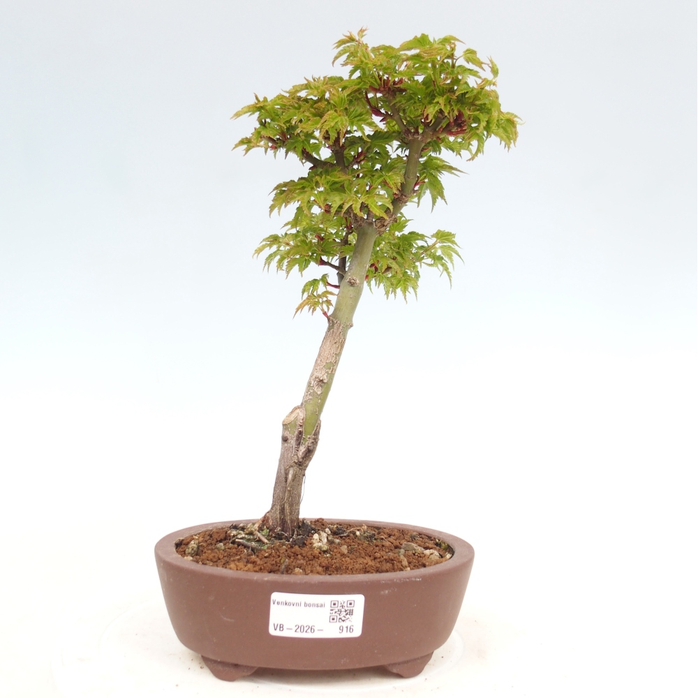 Outdoor bonsai -Javor palm Acer palmatum Shishigashira