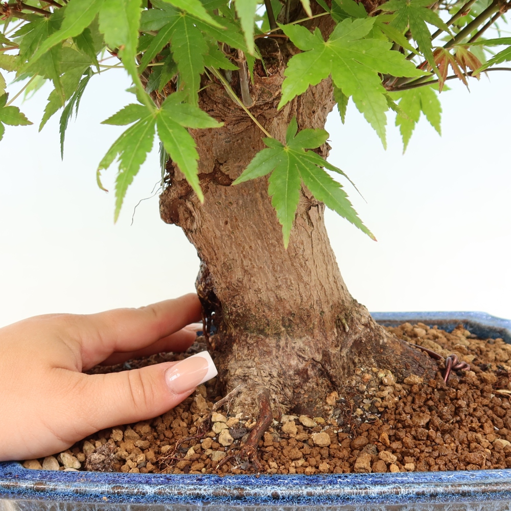 Outdoor bonsai - Maple Burger - Acer Burgerianum