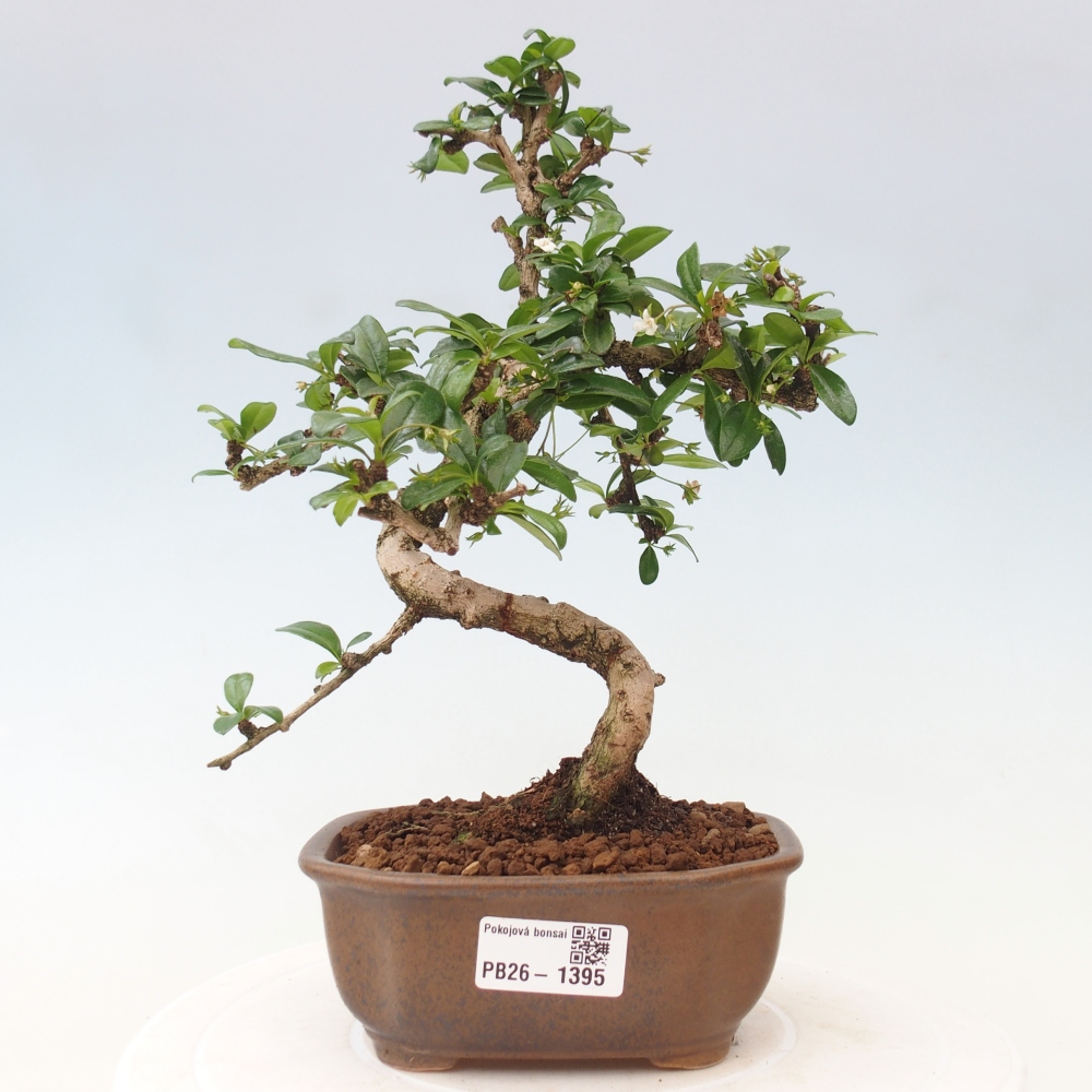 Room bonsai - Carmona macrophylla - Tea fuki