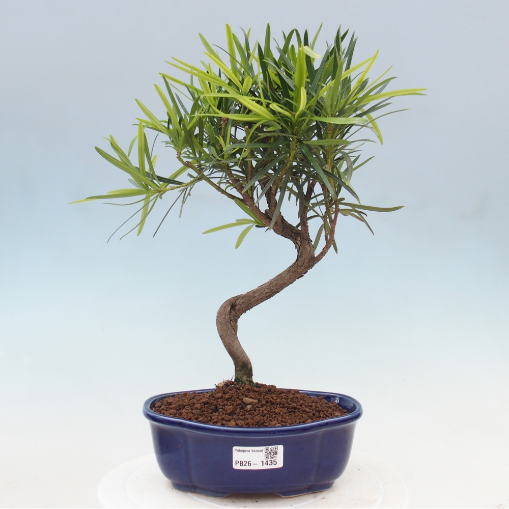Room bonsai - Podocarpus - Stone Yew