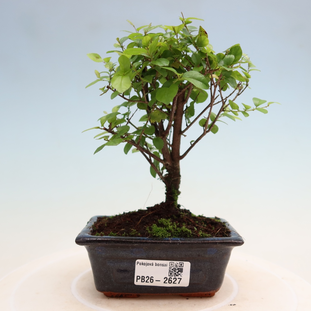 Room bonsai - Sageretia thea - Sageretia thea