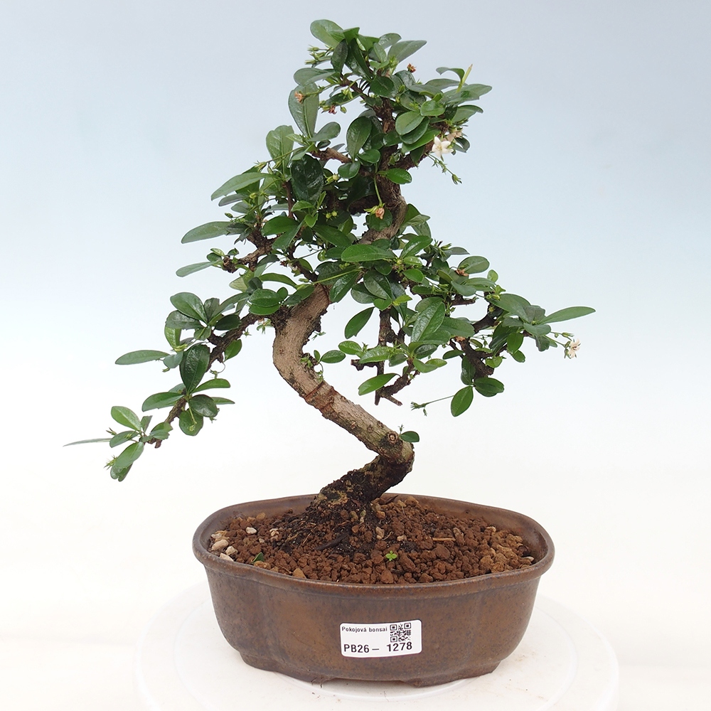 Room bonsai - Carmona macrophylla - Tea fuki