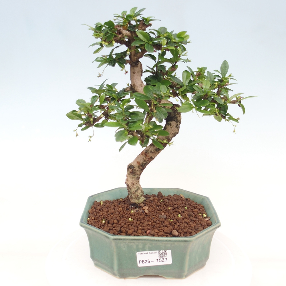 Room bonsai - Carmona macrophylla - Tea fuki