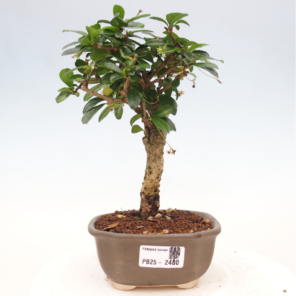 Indoor bonsai - Carmona macrophylla - Fuki tea