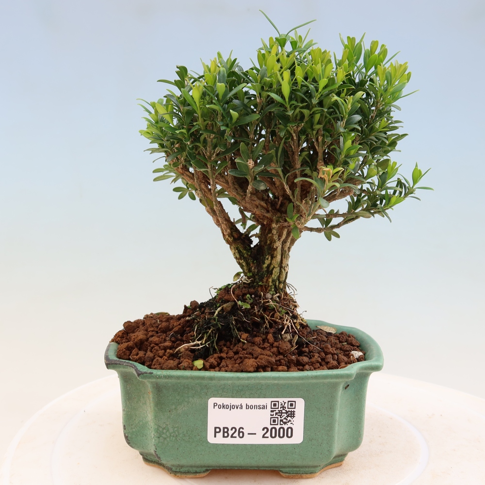 Room bonsai - Buxus harlandii - cork buxus