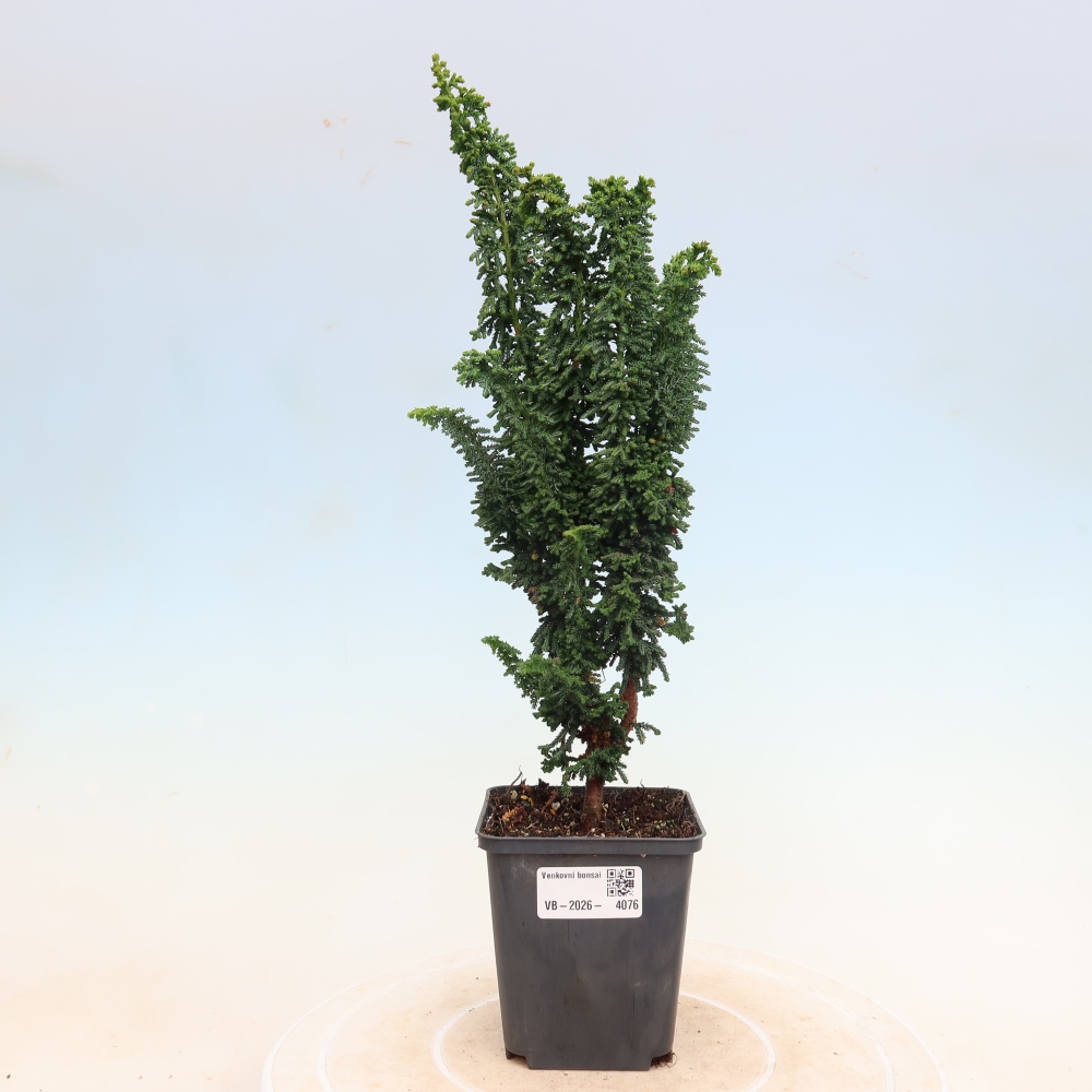 Outdoor bonsai - Cham. obtusa SEKKA HINOKI - Cypress