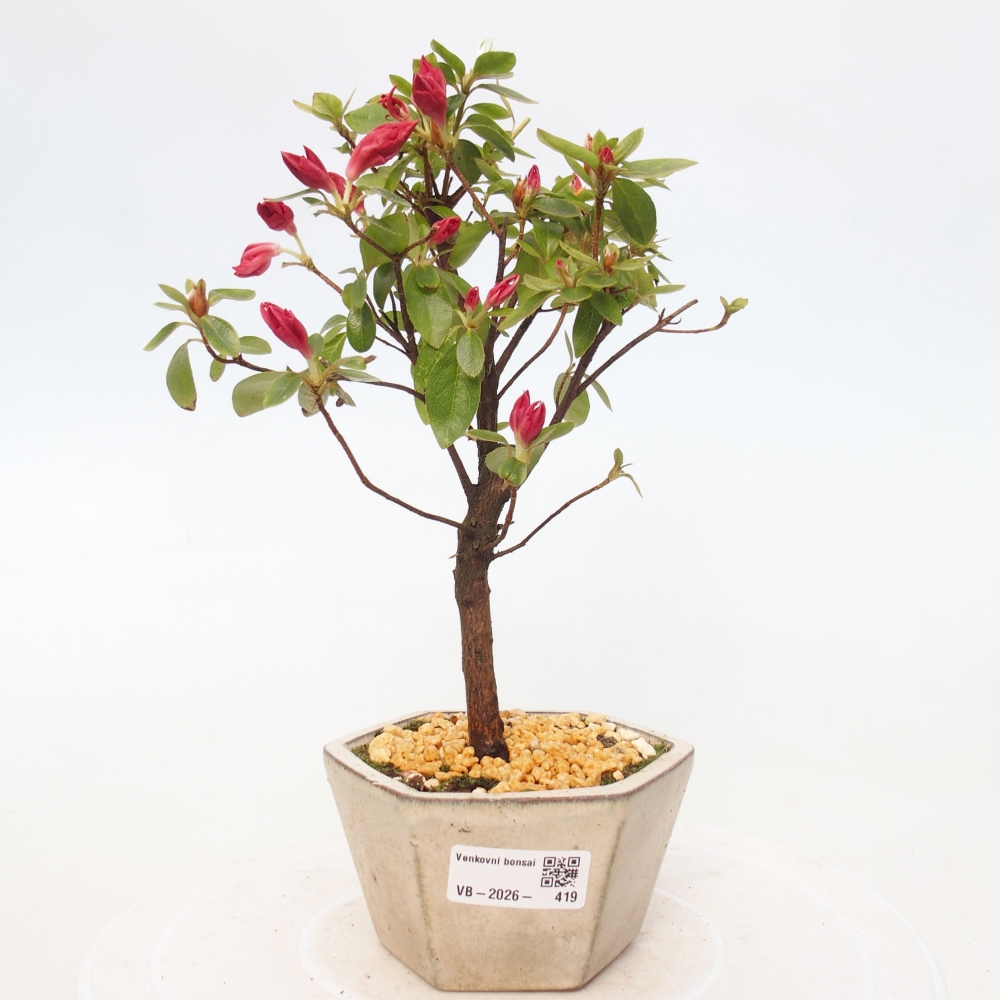 Outdoor bonsai - Japanese azalea - Azalea sp.