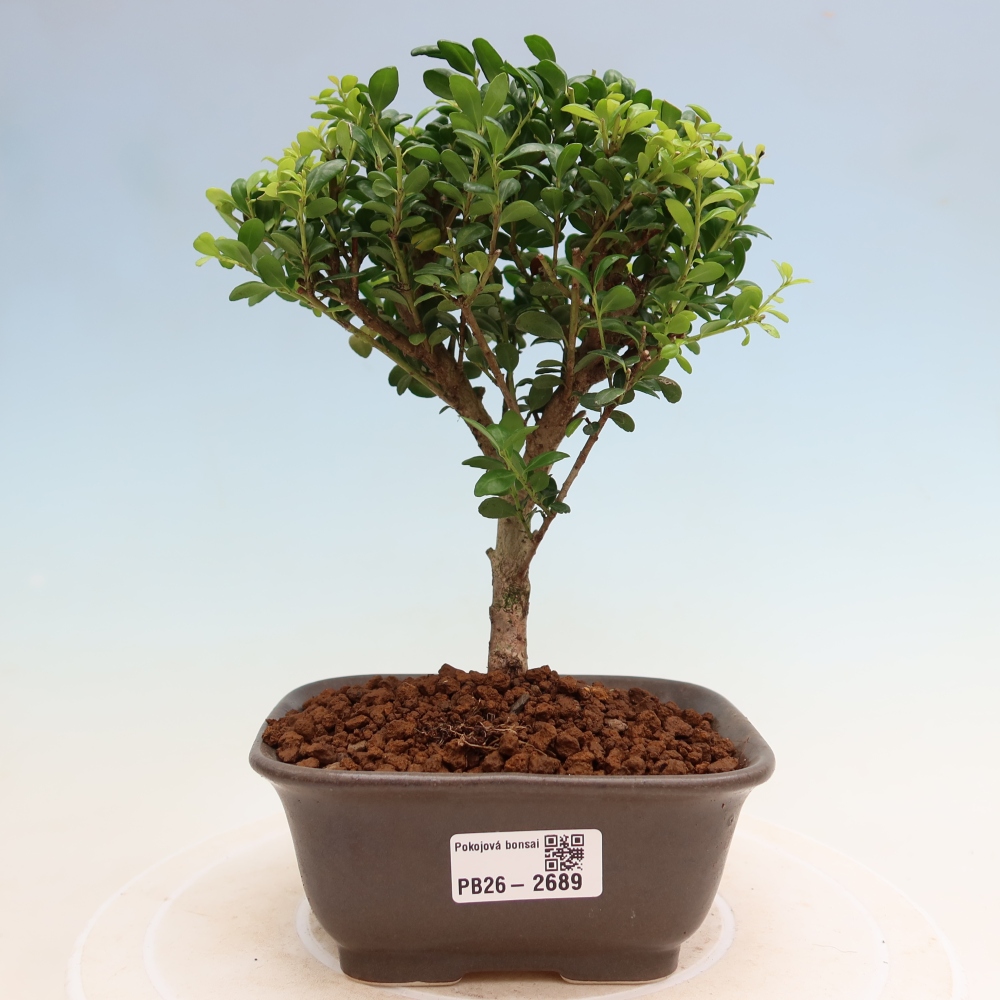 Room bonsai - Ilex crenata - Holly