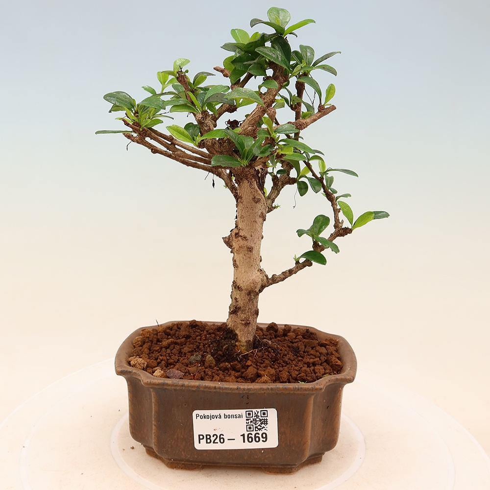 Room bonsai - Carmona macrophylla - Tea fuki