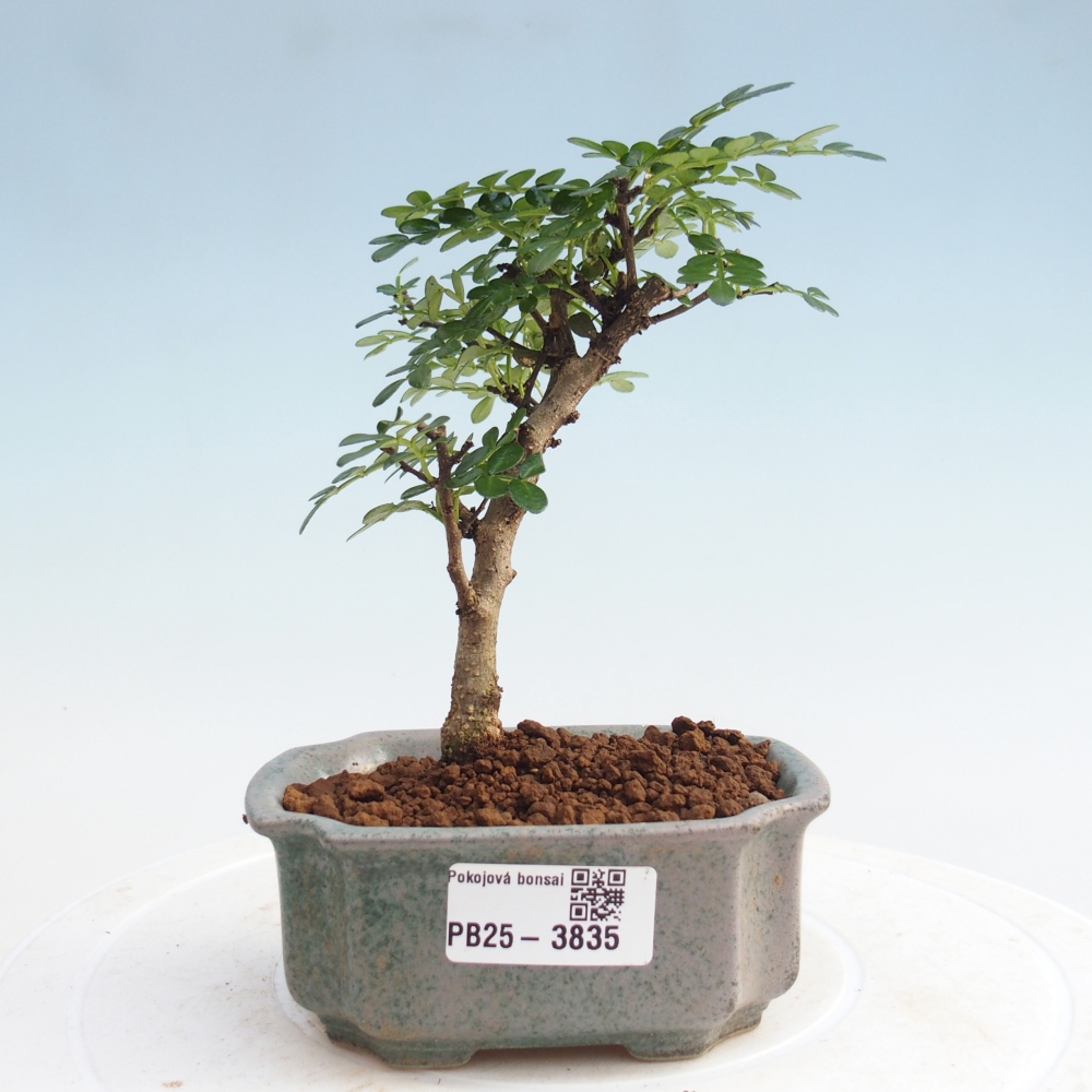 Room bonsai - Zantoxylum piperitum - Pepper tree PB220935