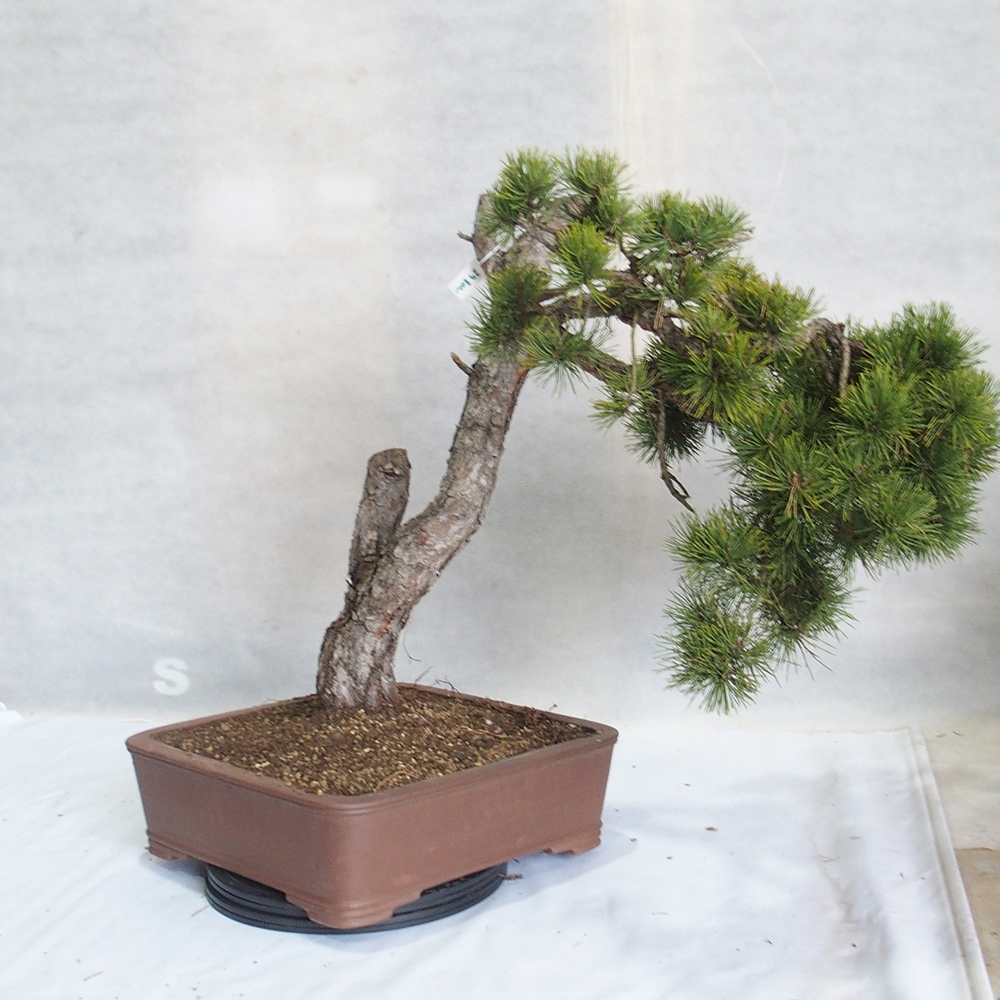 Yamadori - Pinus sylvestris 