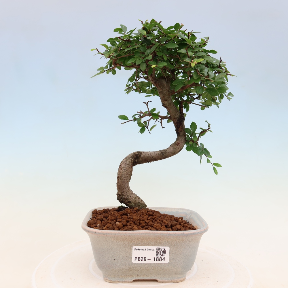 Room bonsai - Ulmus parvifolia - Small-leaved elm