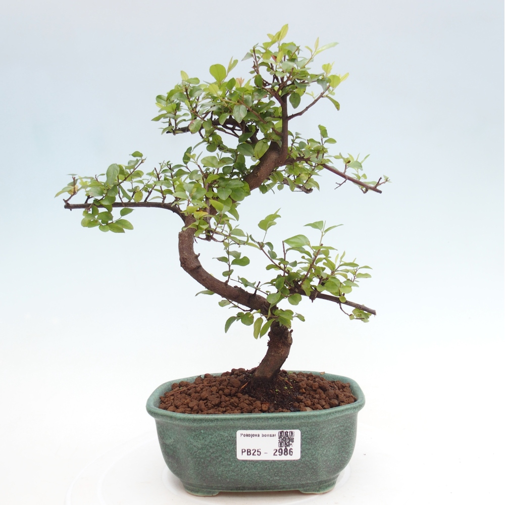 Indoor bonsai - Sagerécie thea - Sagerécie thea