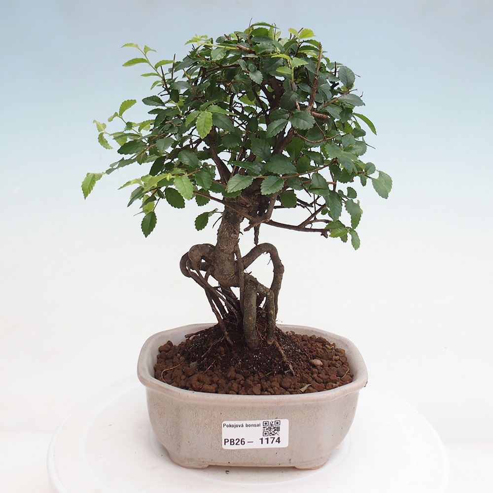 Room bonsai - Ulmus parvifolia - Small-leaved elm