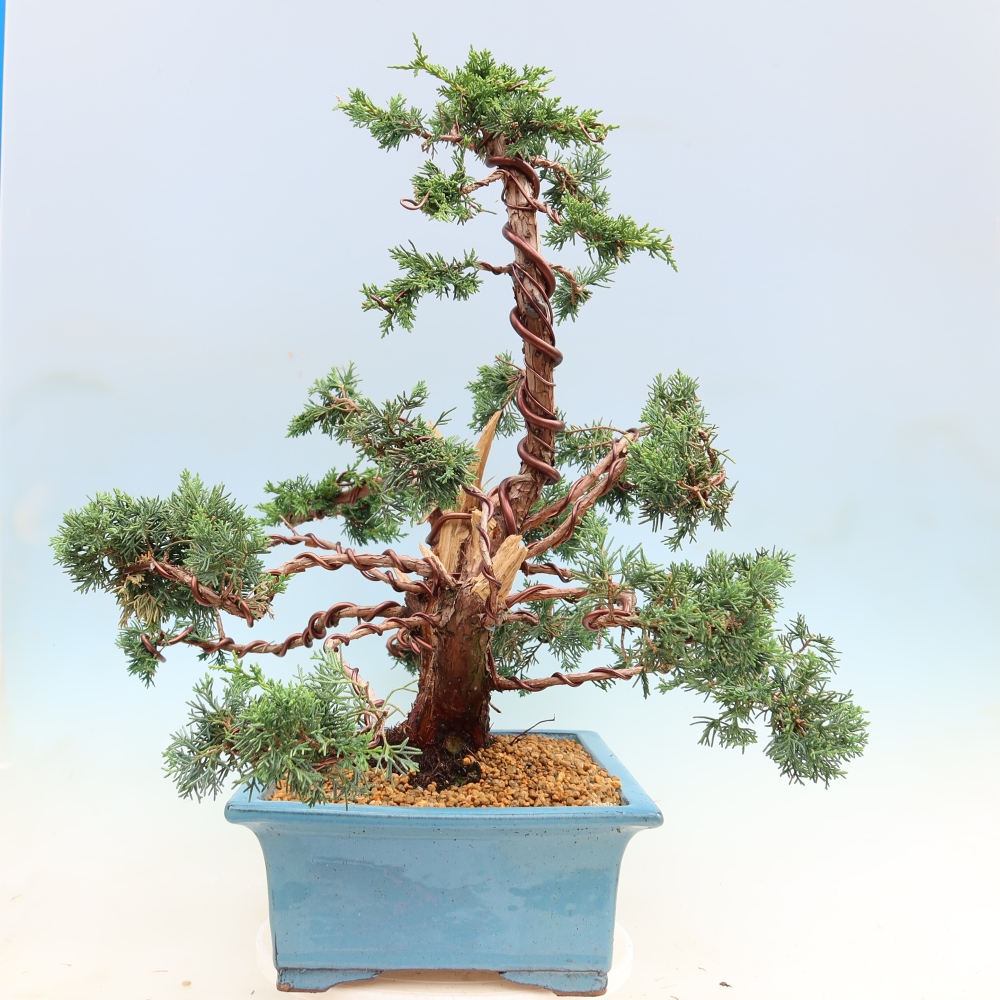 Outdoor bonsai - Juniperus chinensis Kishu