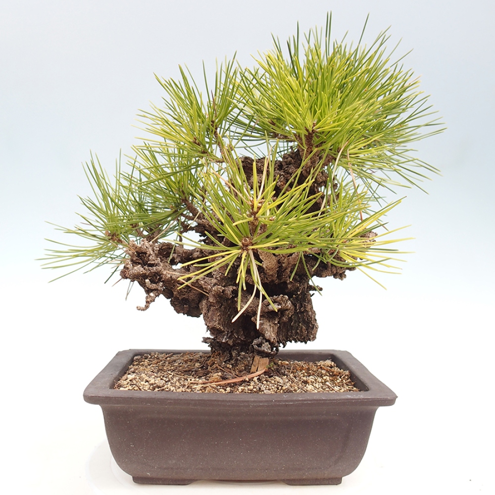 Outdoor bonsai - Pinus thunbergii - Thunberg pine
