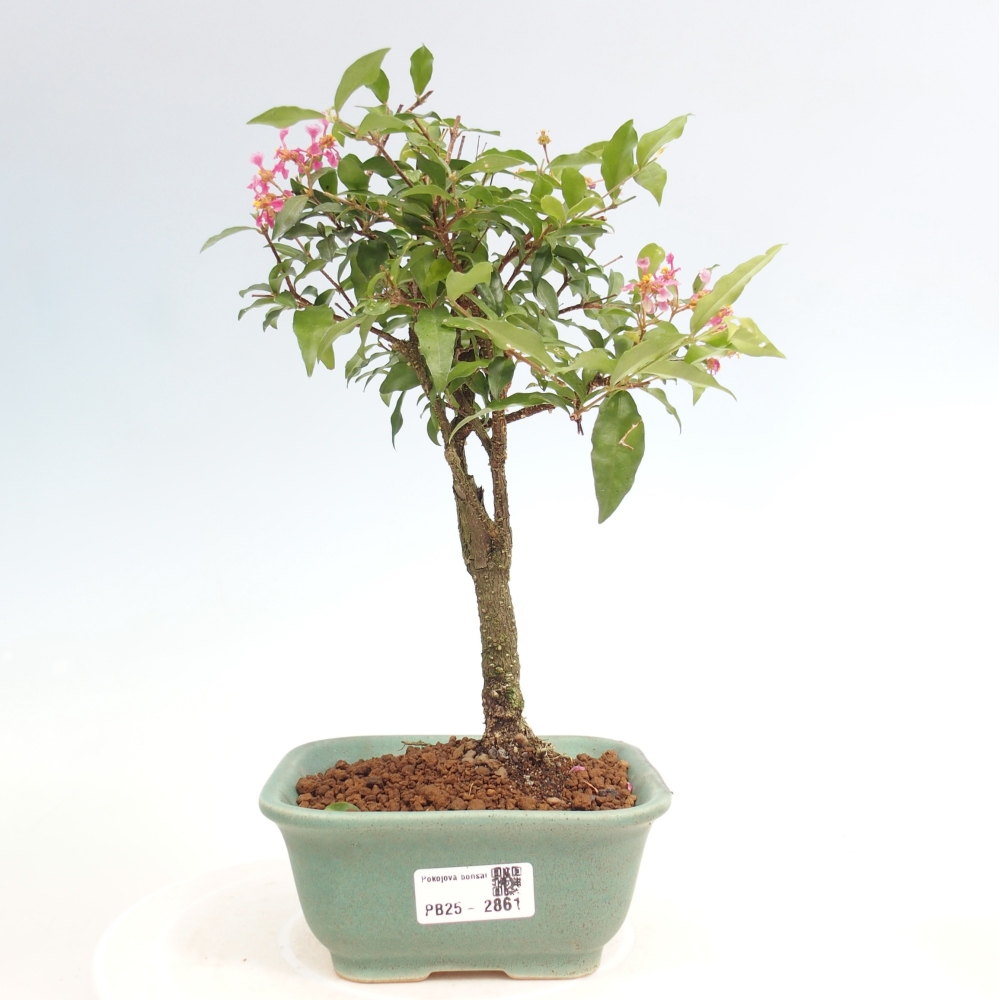 Room bonsai - Malpighia coccigera- Barbdorian cherry