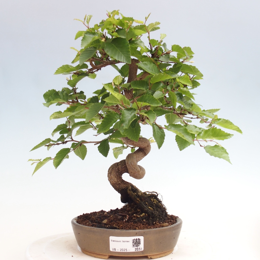Outdoor bonsai -Carpinus CARPINOIDES - Korean hornbeam