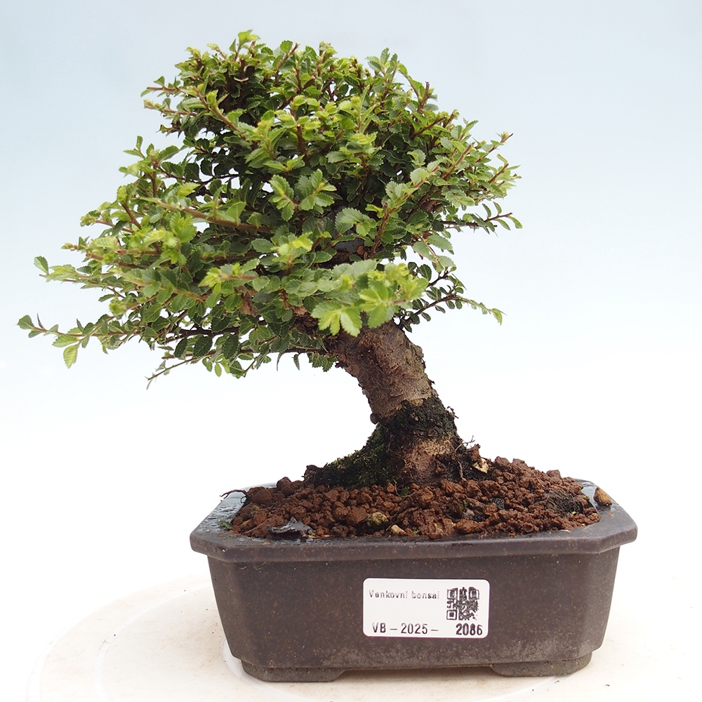 Outdoor bonsai - Ulmus parvifolia Hokkaido - Chinese elm