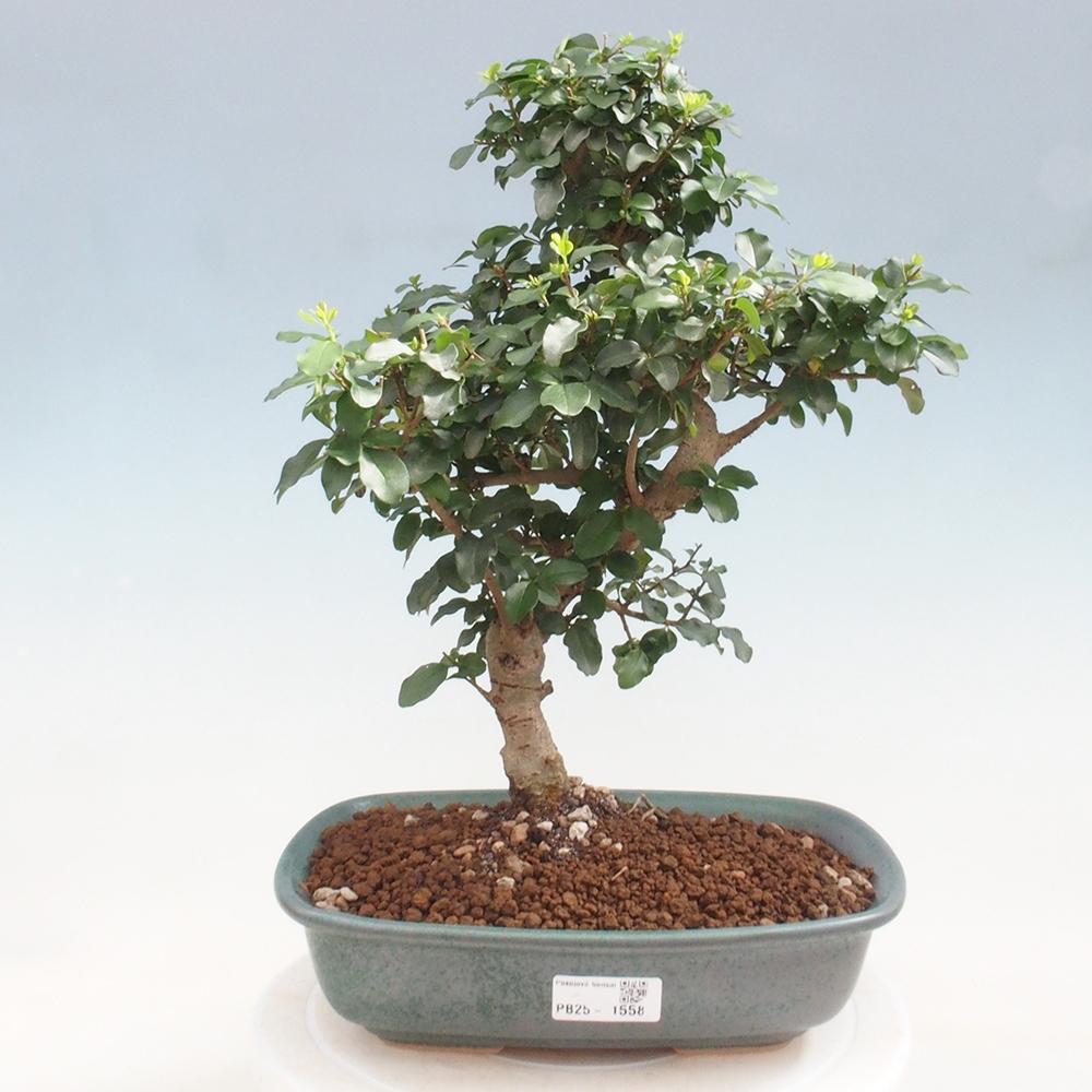 Room bonsai -Ligustrum chinensis - privet