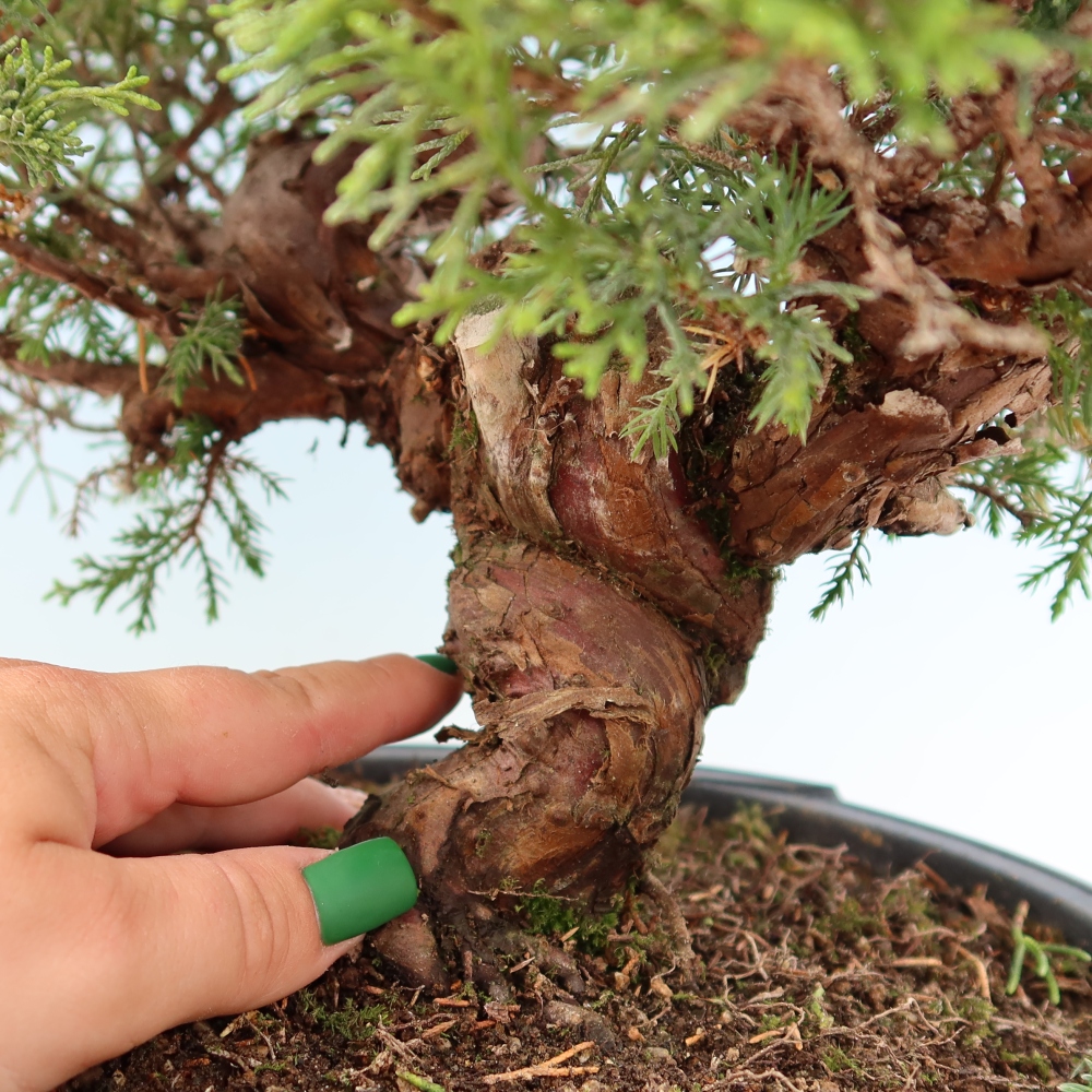 Outdoor Bonsai - Juniperus chinensis Itoigawa - Chinese Juniper