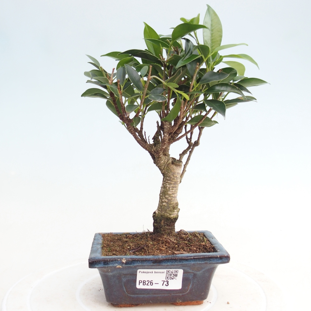 Room bonsai Ficus retusa kimmen