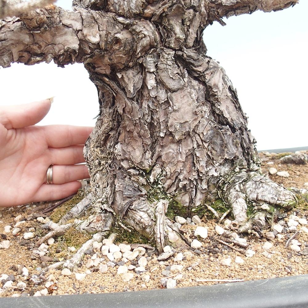 Outdoor bonsai - Pinus thunbergii - Thunberg pine