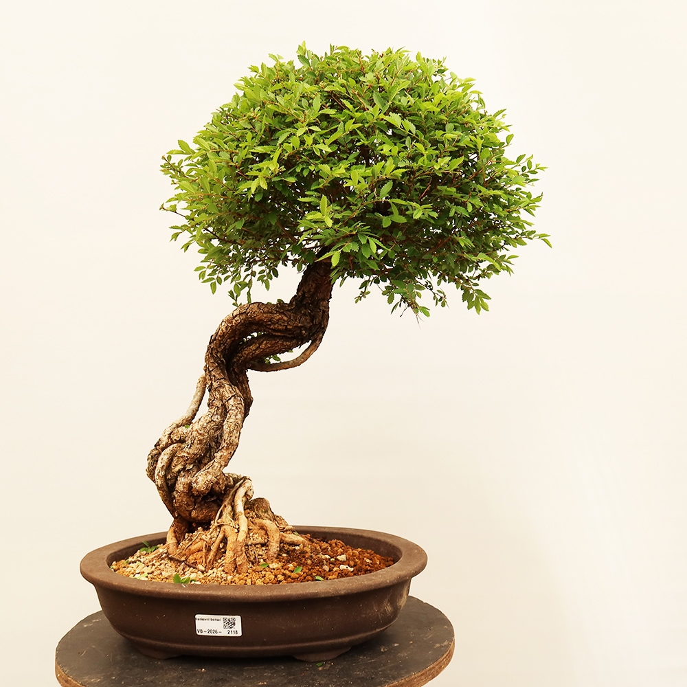 Outdoor bonsai - Zelkova - Zelkova NIRE