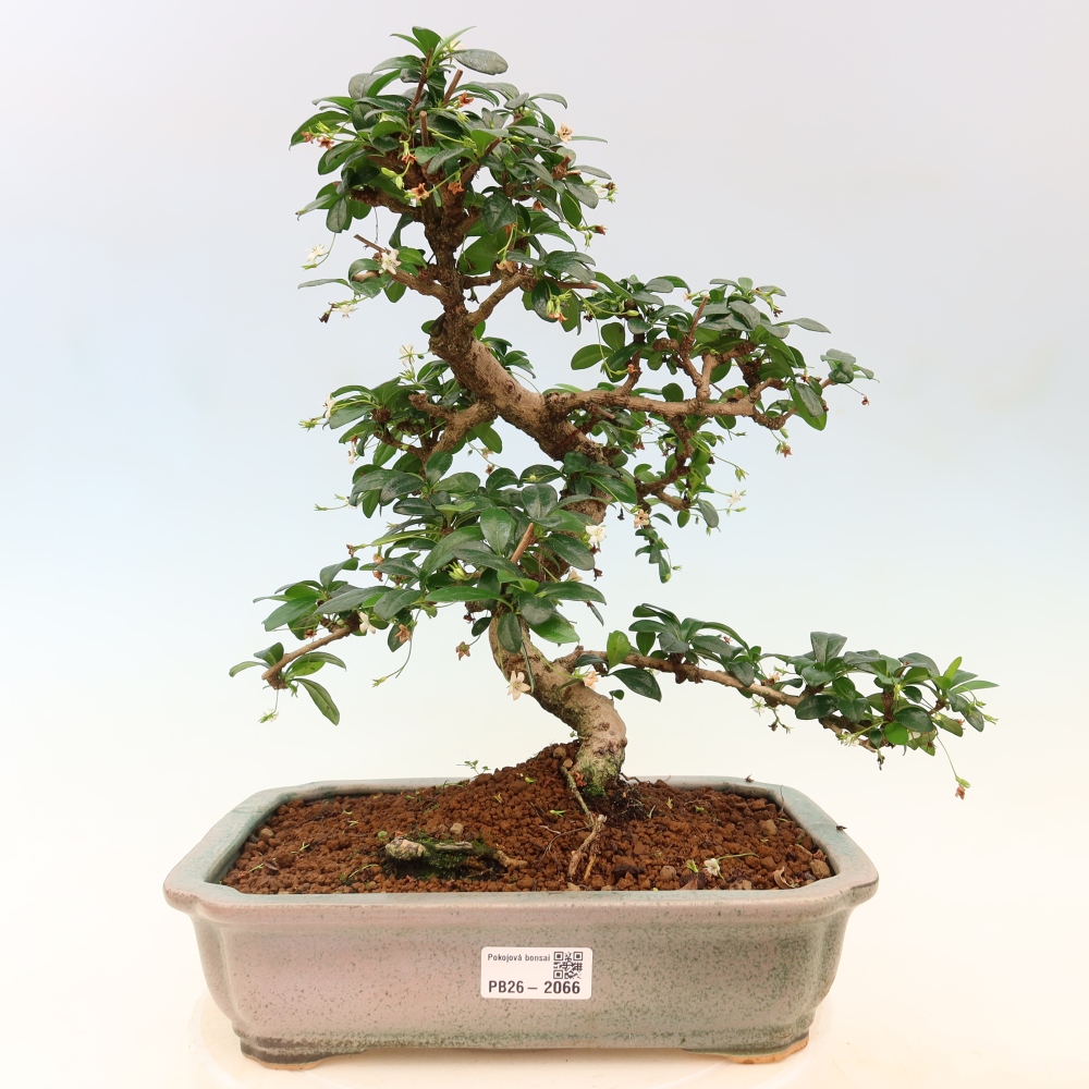 Room bonsai - Carmona macrophylla - Tea fuki