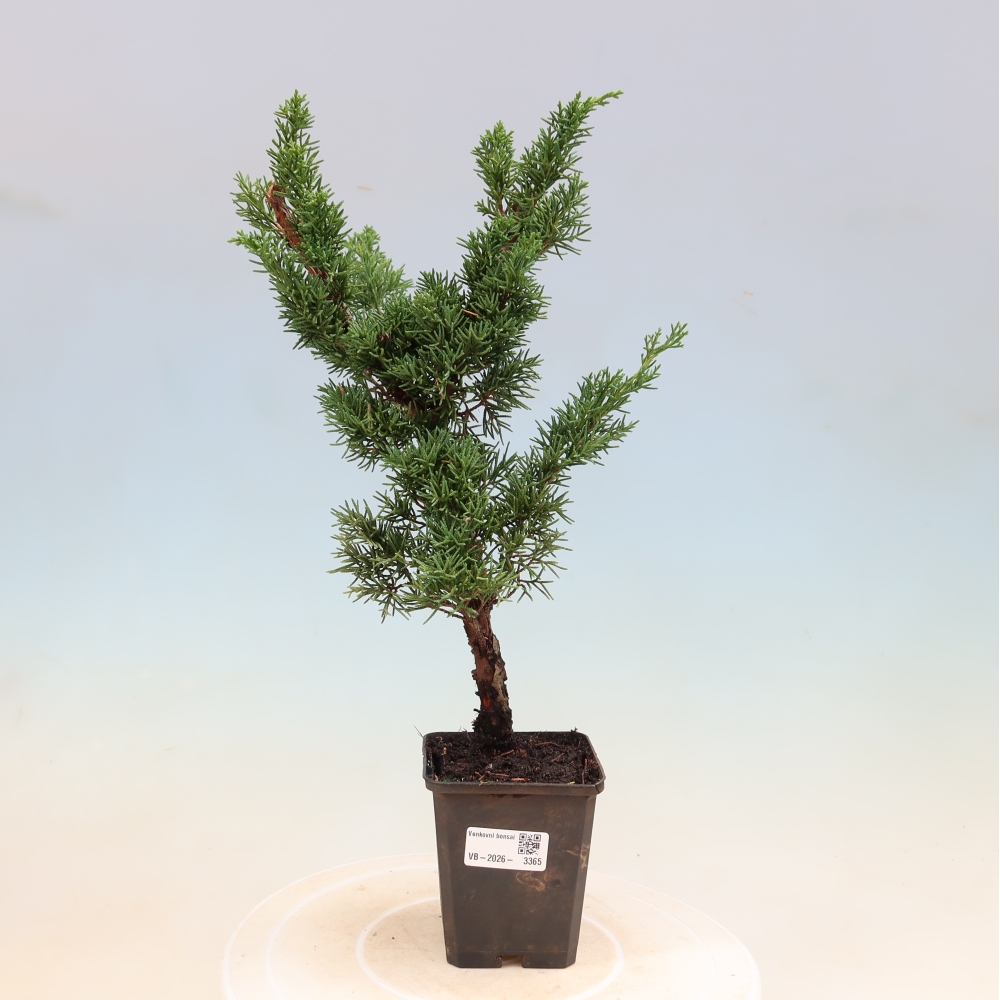 Outdoor bonsai - Juniperus chinensis Kishu