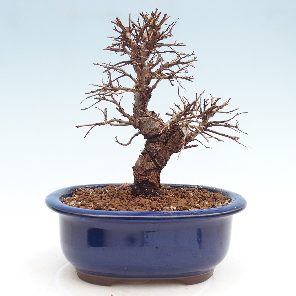 Outdoor bonsai - Zelkova - Zelkova NIRE