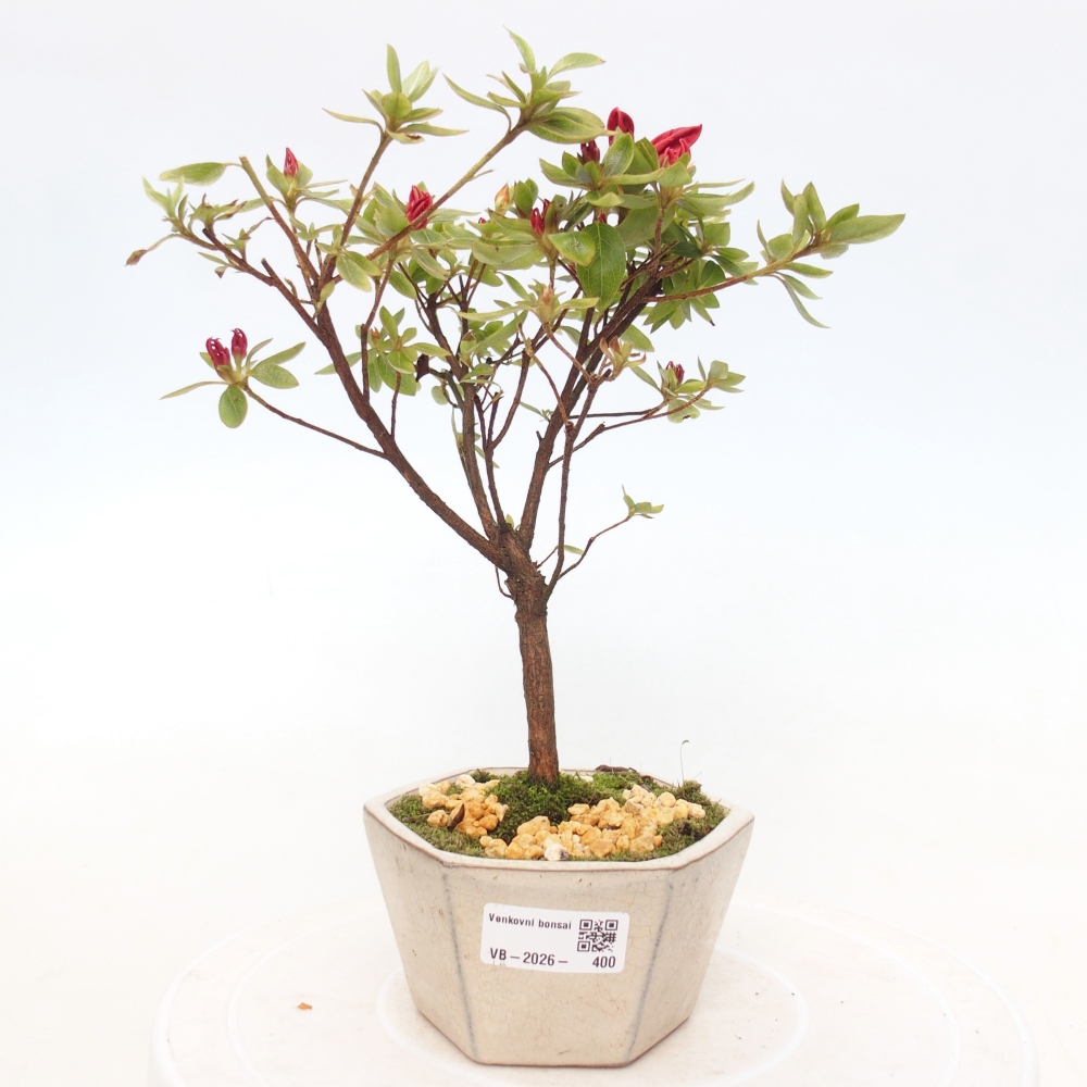 Outdoor bonsai - Japanese azalea - Azalea sp.